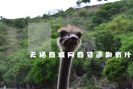 天猫商城网商贷逾期有什么影响 天猫商城网商贷逾期有什么影响