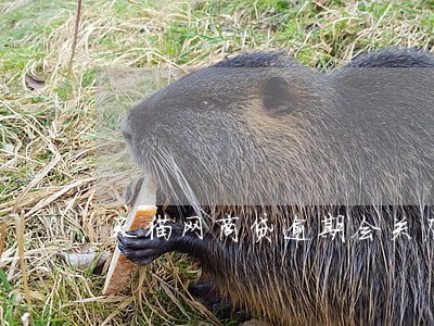 天猫网商贷逾期会关店吗 天猫网商贷逾期会关店吗