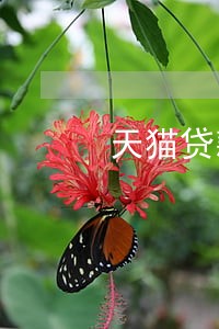 天猫贷款还款逾期几天 天猫贷款还款逾期几天