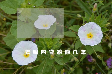 天眼网贷逾期几年 天眼网贷逾期几年
