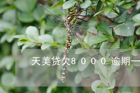 天美贷欠8000逾期一年多 天美贷欠8000逾期一年多