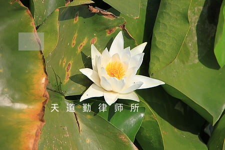 天道勤律师所 天道勤律师所