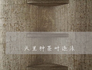 天里种茶叶违法 天里种茶叶违法