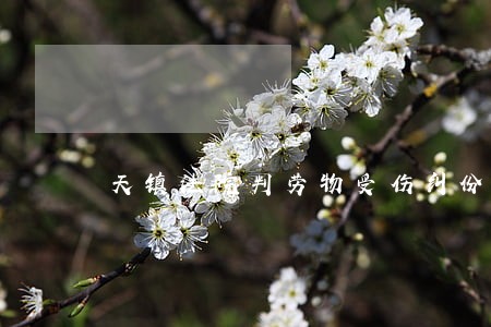 天镇法院判劳物受伤纠份一案 天镇法院判劳物受伤纠份一案