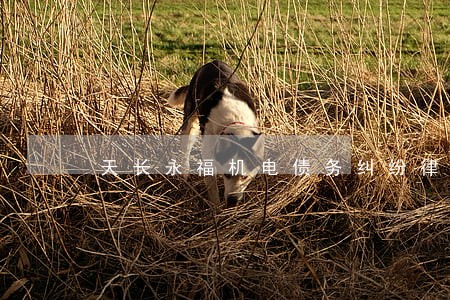 天长永福机电债务纠纷律师 天长永福机电债务纠纷律师