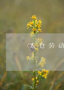 太仓劳动仲裁在线咨询 太仓劳动仲裁在线咨询