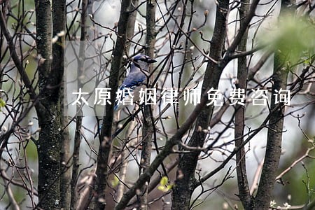 太原婚姻律师免费咨询 太原婚姻律师免费咨询