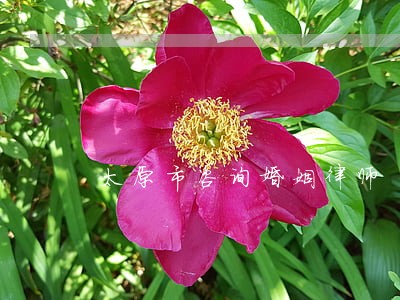 太原市咨询婚姻律师 太原市咨询婚姻律师