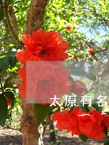 太原有名房产律师排名