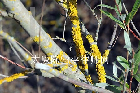太原陈雪平律师网 太原陈雪平律师网