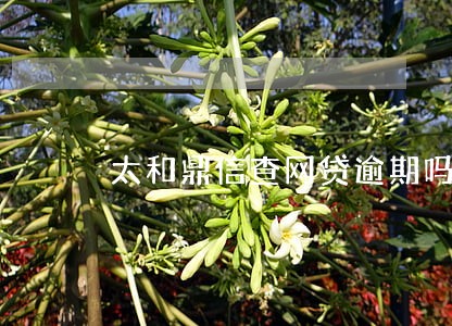 太和鼎信查网贷逾期吗 太和鼎信查网贷逾期吗