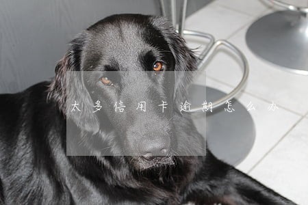太多信用卡逾期怎么办