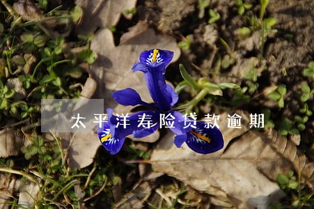 太平洋寿险贷款逾期 太平洋寿险贷款逾期