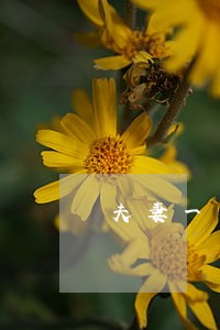 夫妻一方不同意构成强奸罪吗 夫妻一方不同意构成强奸罪吗