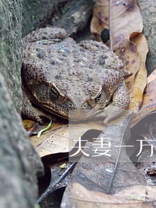 夫妻一方人在国外如何起诉离婚 夫妻一方人在国外如何起诉离婚