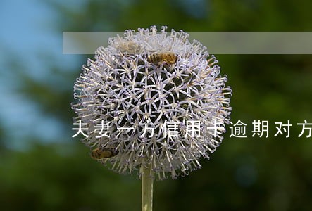 夫妻一方信用卡逾期对方会牵连吗 夫妻一方信用卡逾期对方会牵连吗