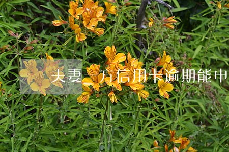 夫妻一方信用卡逾期能申请贷款