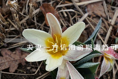 夫妻一方信用逾期离婚可以吗 夫妻一方信用逾期离婚可以吗