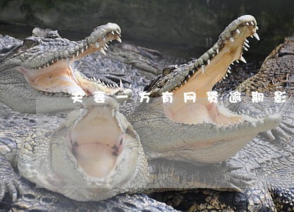 夫妻一方有网贷逾期影响买车吗 夫妻一方有网贷逾期影响买车吗
