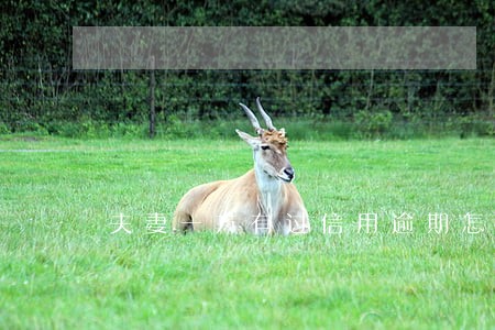 夫妻一方有过信用逾期怎么办车贷 夫妻一方有过信用逾期怎么办车贷