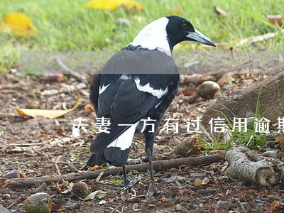 夫妻一方有过信用逾期能办车贷吗 夫妻一方有过信用逾期能办车贷吗