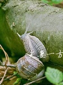 夫妻一方逾期一次可以贷款吗 夫妻一方逾期一次可以贷款吗