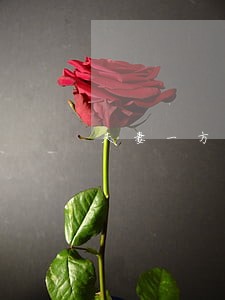 夫妻一方逾期另一方能贷款吗 夫妻一方逾期另一方能贷款吗