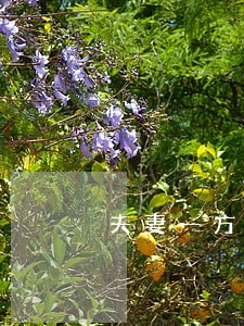 夫妻一方逾期能办信用卡吗 夫妻一方逾期能办信用卡吗