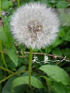 夫妻二人信用卡共同逾期 夫妻二人信用卡共同逾期