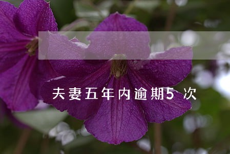 夫妻五年内逾期5次