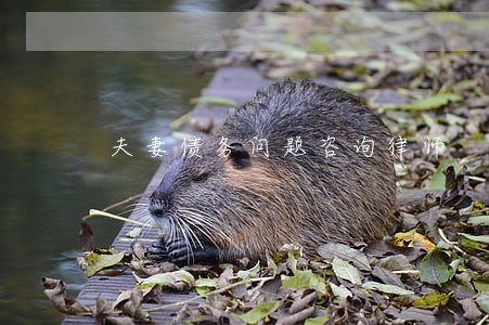 夫妻债务问题咨询律师 夫妻债务问题咨询律师