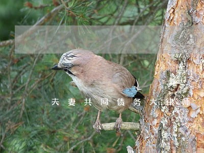 夫妻共同债务大律师 夫妻共同债务大律师