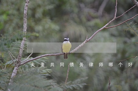 夫妻共同债务律师哪个好 夫妻共同债务律师哪个好