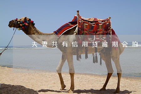 夫妻共有信用贷逾期会拍卖房产么