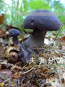 夫妻分居想调解找谁 夫妻分居想调解找谁