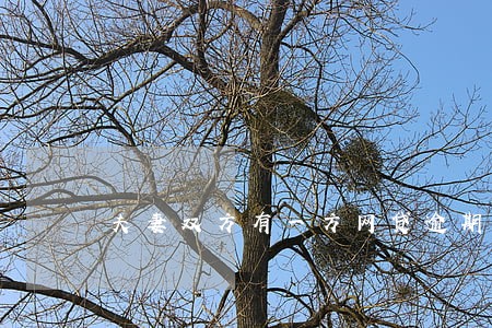 夫妻双方有一方网贷逾期 夫妻双方有一方网贷逾期