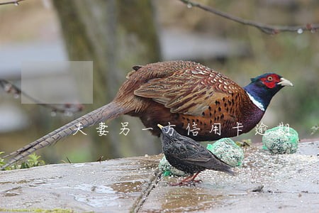 夫妻另一方信用卡逾期 夫妻另一方信用卡逾期