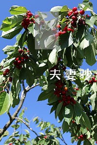 夫妻吵架怎么写离婚协议 夫妻吵架怎么写离婚协议