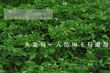 夫妻有一人信用卡有逾期 夫妻有一人信用卡有逾期