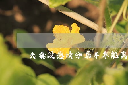 夫妻没感情分居半年能离婚吗 夫妻没感情分居半年能离婚吗
