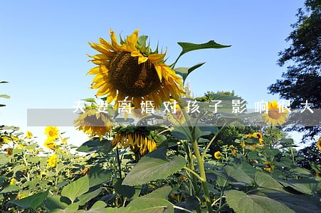 夫妻离婚对孩子影响很大 夫妻离婚对孩子影响很大