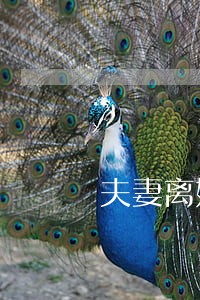 夫妻离婚财产归属协议书 夫妻离婚财产归属协议书