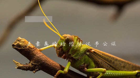 夫妻离婚赔偿协议书公证 夫妻离婚赔偿协议书公证
