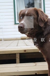 夫妻联名房产贷款逾期 夫妻联名房产贷款逾期