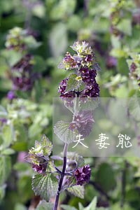 夫妻能在同一法院当法官吗 夫妻能在同一法院当法官吗