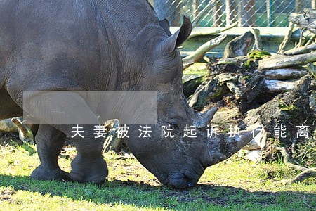 夫妻被法院起诉执行能离婚吗