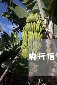 央行信用卡连续逾期6个月 央行信用卡连续逾期6个月