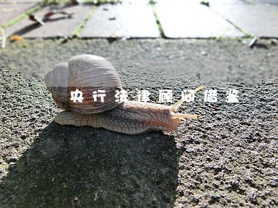 央行法律顾问借鉴 央行法律顾问借鉴