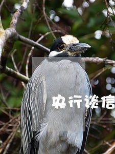 央行谈信用卡逾期 央行谈信用卡逾期