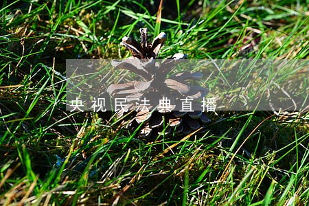 央视民法典直播 央视民法典直播